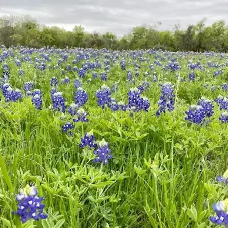 Coliving in Southeast Austin - South Austin, Austin