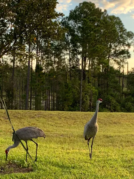 Coliving in Poinciana - South Orlando, Orlando
