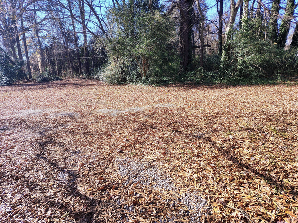 Coliving in NoDa - Central Charlotte, Charlotte