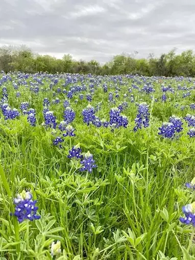 Coliving in Southeast Austin - South Austin, Austin