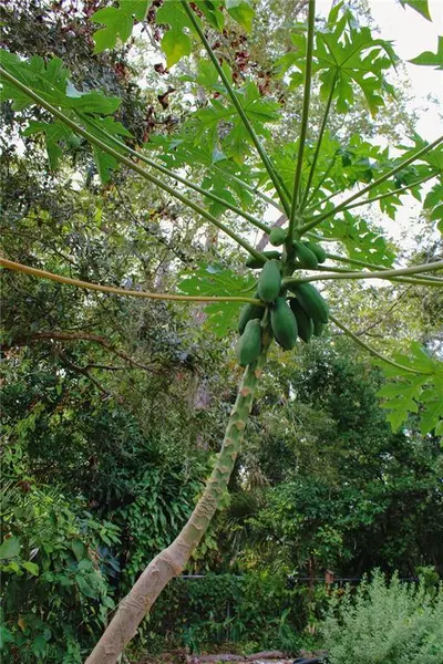 1 bedroom apartment for rent in North Sarasota - Sarasota, Sarasota