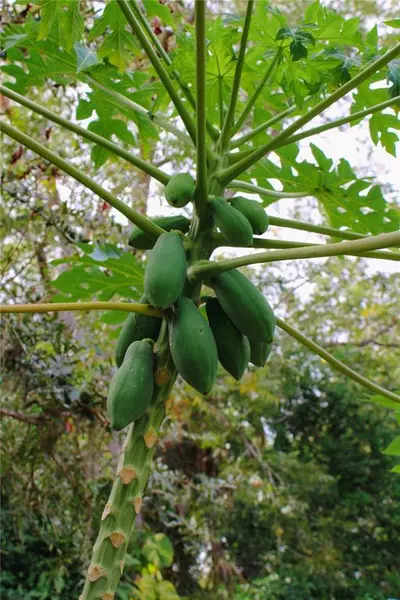 1 bedroom apartment for rent in North Sarasota - Sarasota, Sarasota