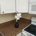 1 bedroom apartment for rent in Town 'n' Country - West Tampa, Tampa
