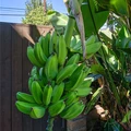 3 bedrooms apartment for rent in Hollywood - Central Los Angeles, Los Angeles