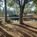 3 bedrooms apartment for rent in University - North Tampa, Tampa
