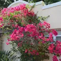 2 bedrooms apartment for rent in Sarasota - Sarasota, Sarasota