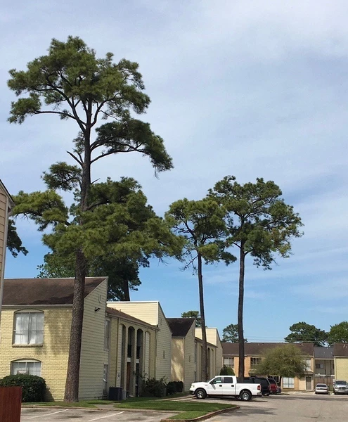 2 bedrooms apartment for rent in Greater Inwood - Nw Houston, Houston