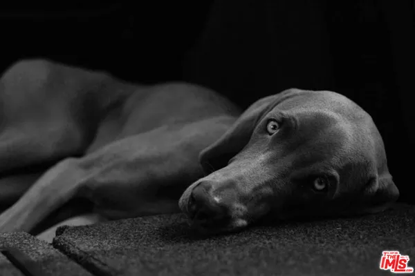 1 bedroom apartment for rent in Koreatown - Central Los Angeles, Los Angeles