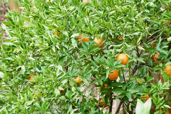 4 bedrooms apartment for rent in Rancho Penasquitos - North SD, San Diego