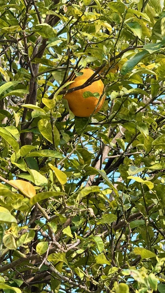 3 bedrooms apartment for rent in Talleyrand - Downtown JAX, Jacksonville