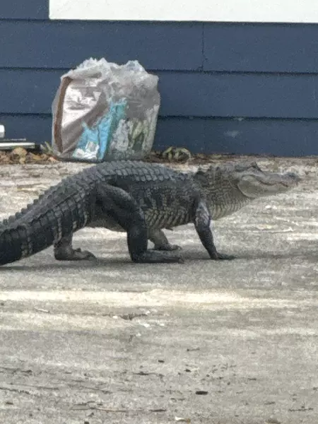 Coliving in Lutz - North Tampa, Tampa