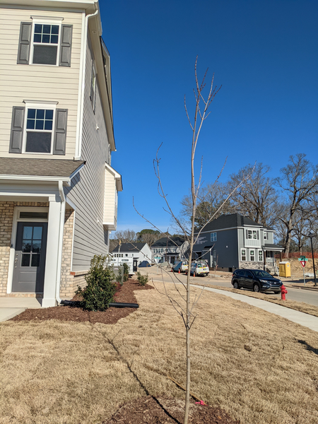 Coliving in Apex - Outer Triangle, Raleigh