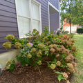 Coliving in Research Triangle Park - Durham, Raleigh