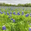 Coliving in Southeast Austin - South Austin, Austin