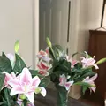 Coliving in Central Southwest - Sw Houston, Houston