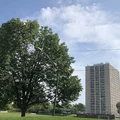 3 bedrooms apartment for rent in Woodlawn - South Side, Chicago