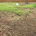Coliving in West Arlington - Arlington, Dallas